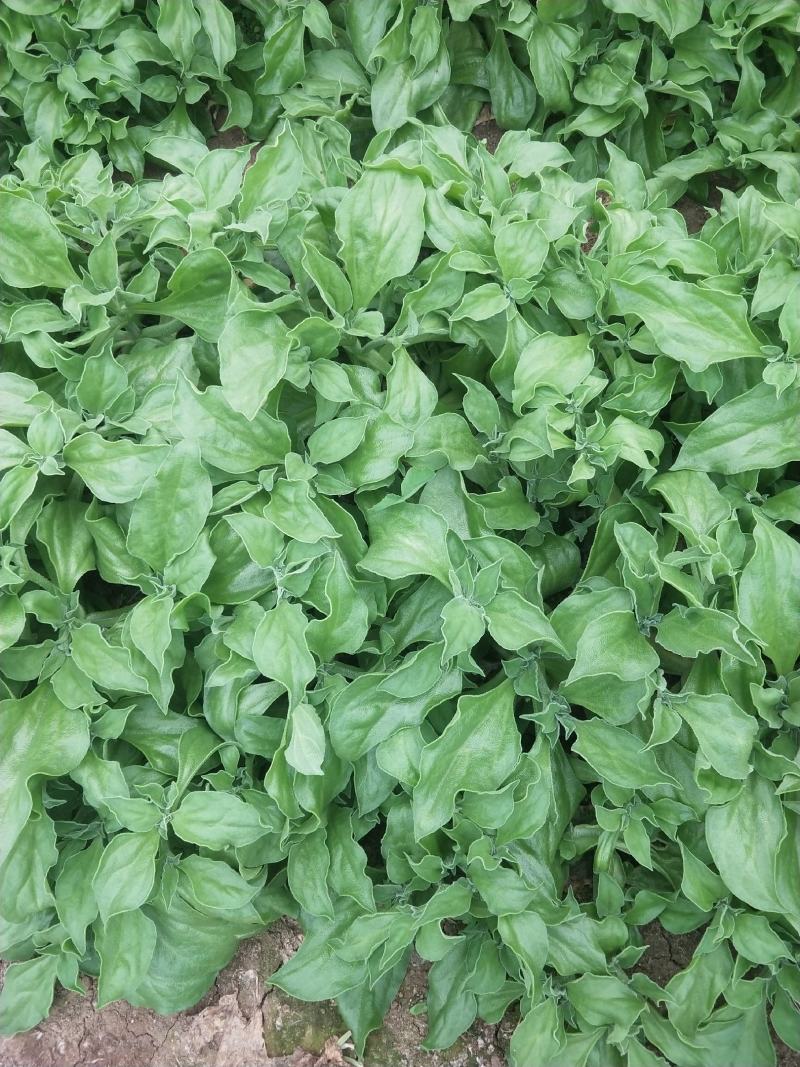 山东寿光蔬菜野菜冰草，货优量足支持一件代发，欢迎电话联系