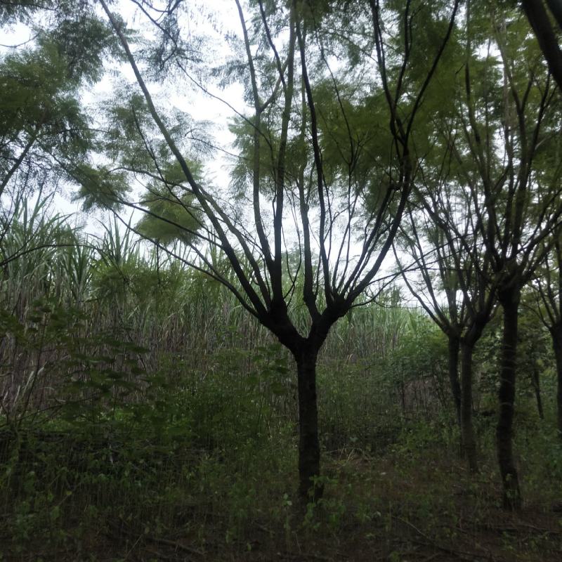 蓝花楹15/22公分