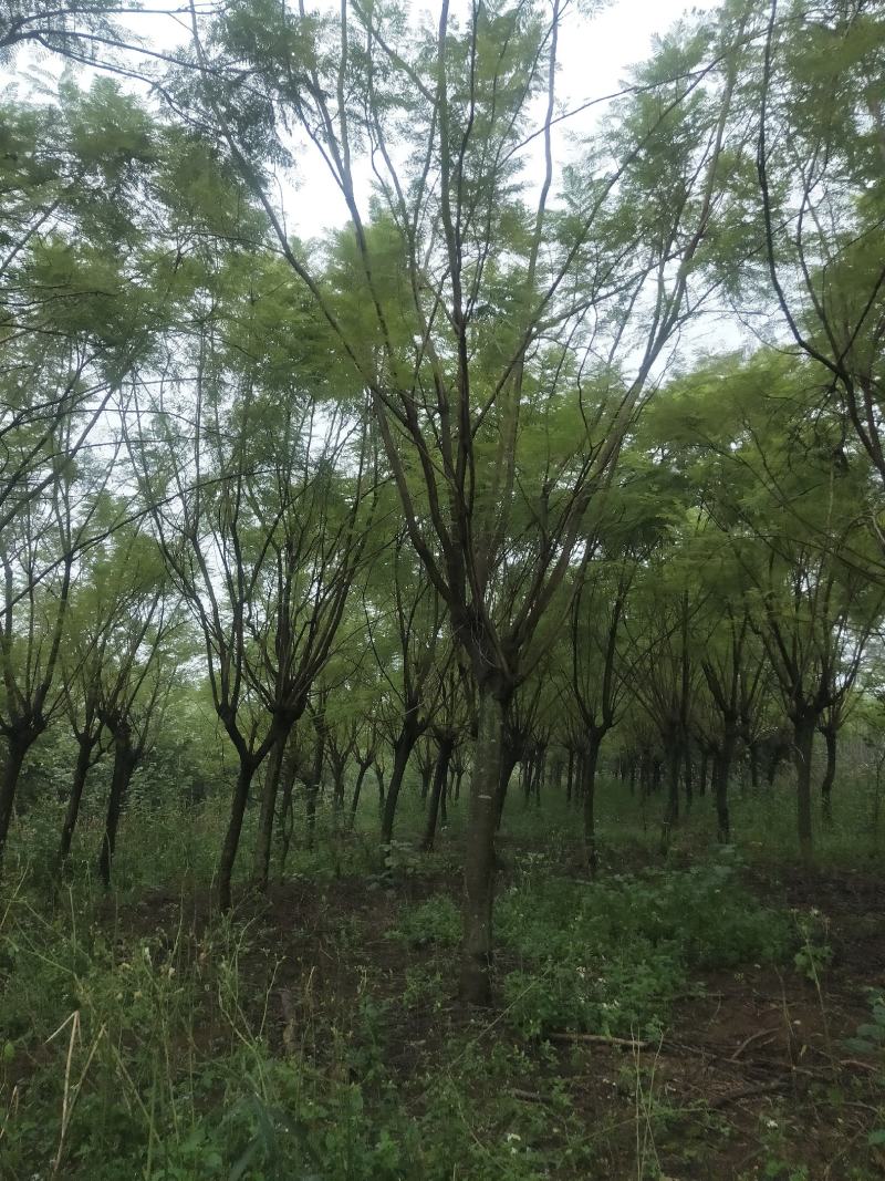 蓝花楹15/22公分
