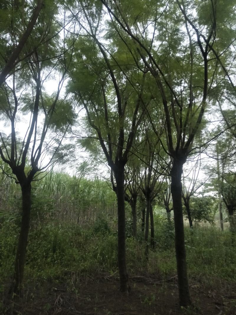 蓝花楹15/22公分