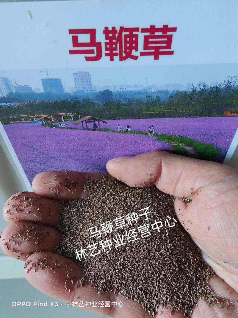 柳叶马鞭草种子花种子多年生草花种子室外园林景观绿化花海