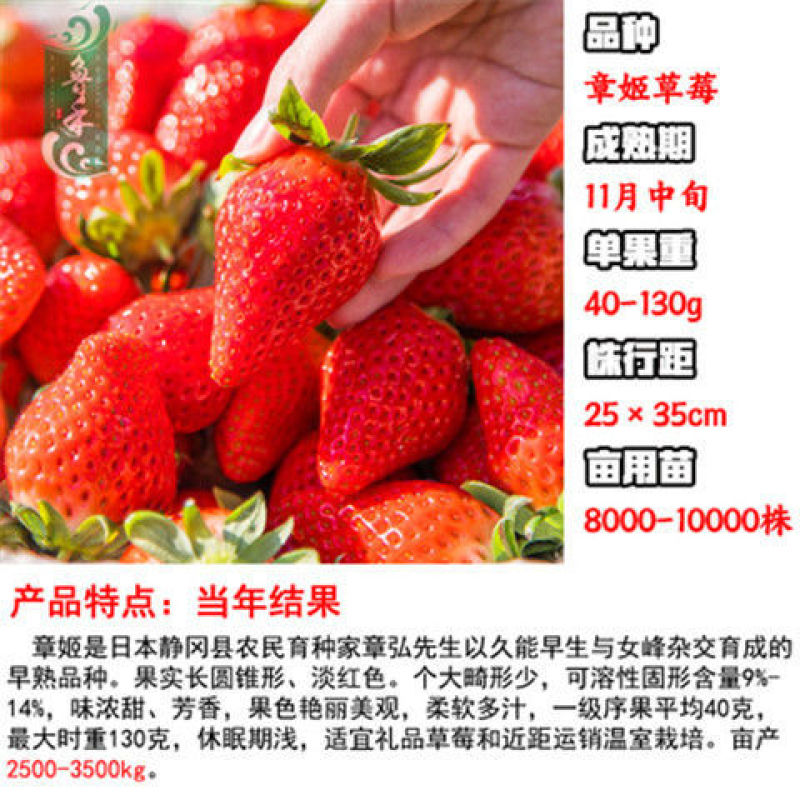 章姬草莓红颜草莓四季草莓苗盆栽现挖现发南北方当年结果栽培