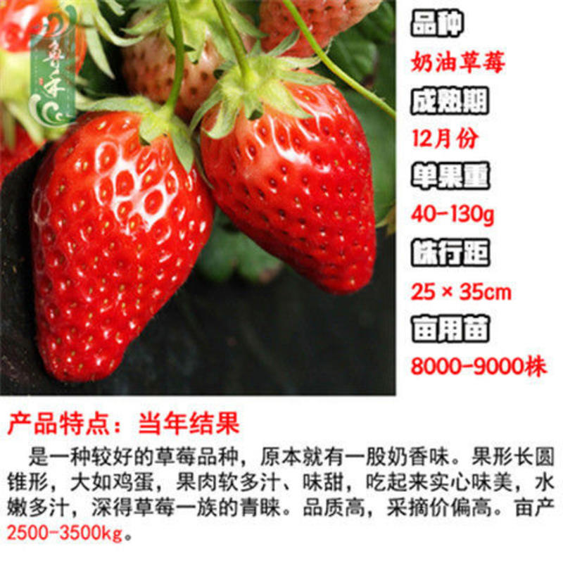 章姬草莓红颜草莓四季草莓苗盆栽现挖现发南北方当年结果栽培
