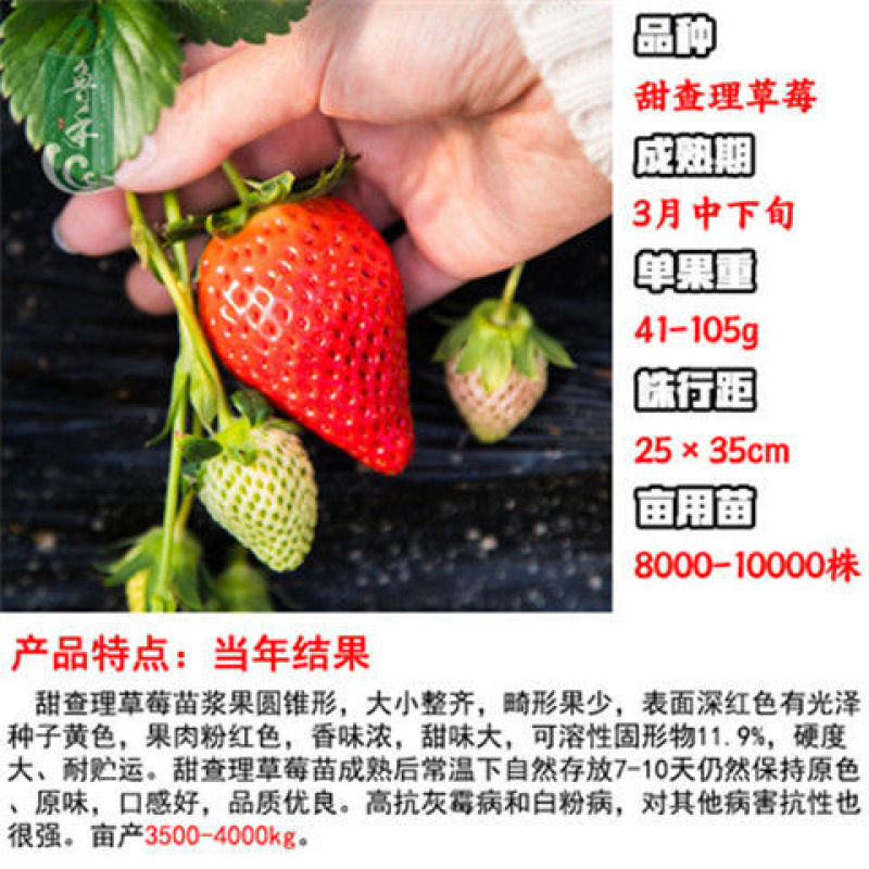 章姬草莓红颜草莓四季草莓苗盆栽现挖现发南北方当年结果栽培