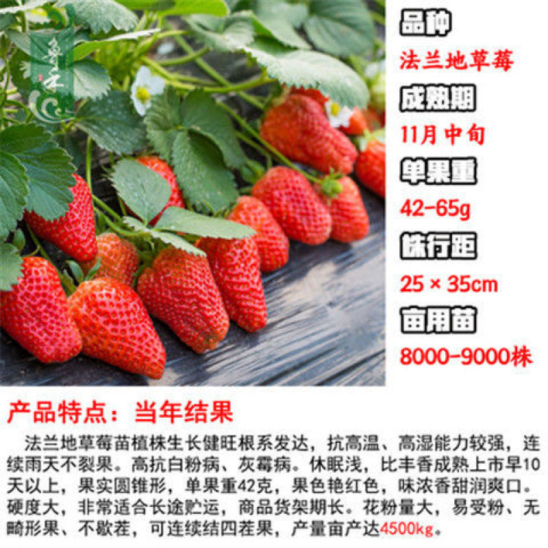 章姬草莓红颜草莓四季草莓苗盆栽现挖现发南北方当年结果栽培
