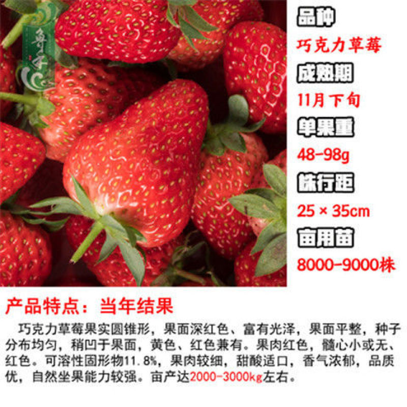 章姬草莓红颜草莓四季草莓苗盆栽现挖现发南北方当年结果栽培