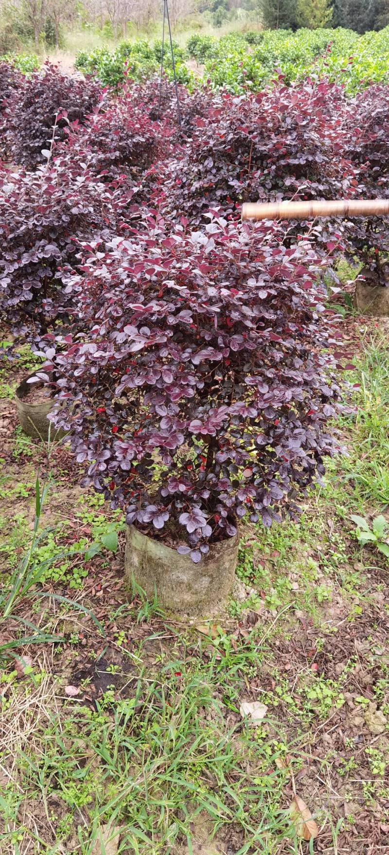 实球造型红继木多规格基地直发，一手货源