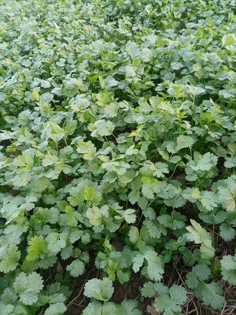河南菠菜大叶菠菜小叶菠菜品种齐全产地直发质量保证