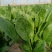 河南菠菜大叶菠菜小叶菠菜品种齐全产地直发质量保证