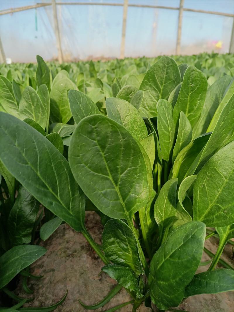 河南菠菜大叶菠菜小叶菠菜品种齐全产地直发质量保证