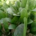 河南菠菜大叶菠菜小叶菠菜品种齐全产地直发质量保证