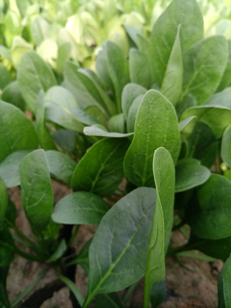 河南菠菜大叶菠菜小叶菠菜品种齐全产地直发质量保证
