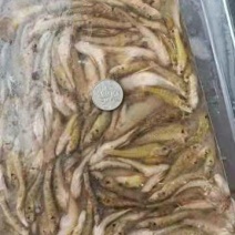 山根鱼，小黄鱼