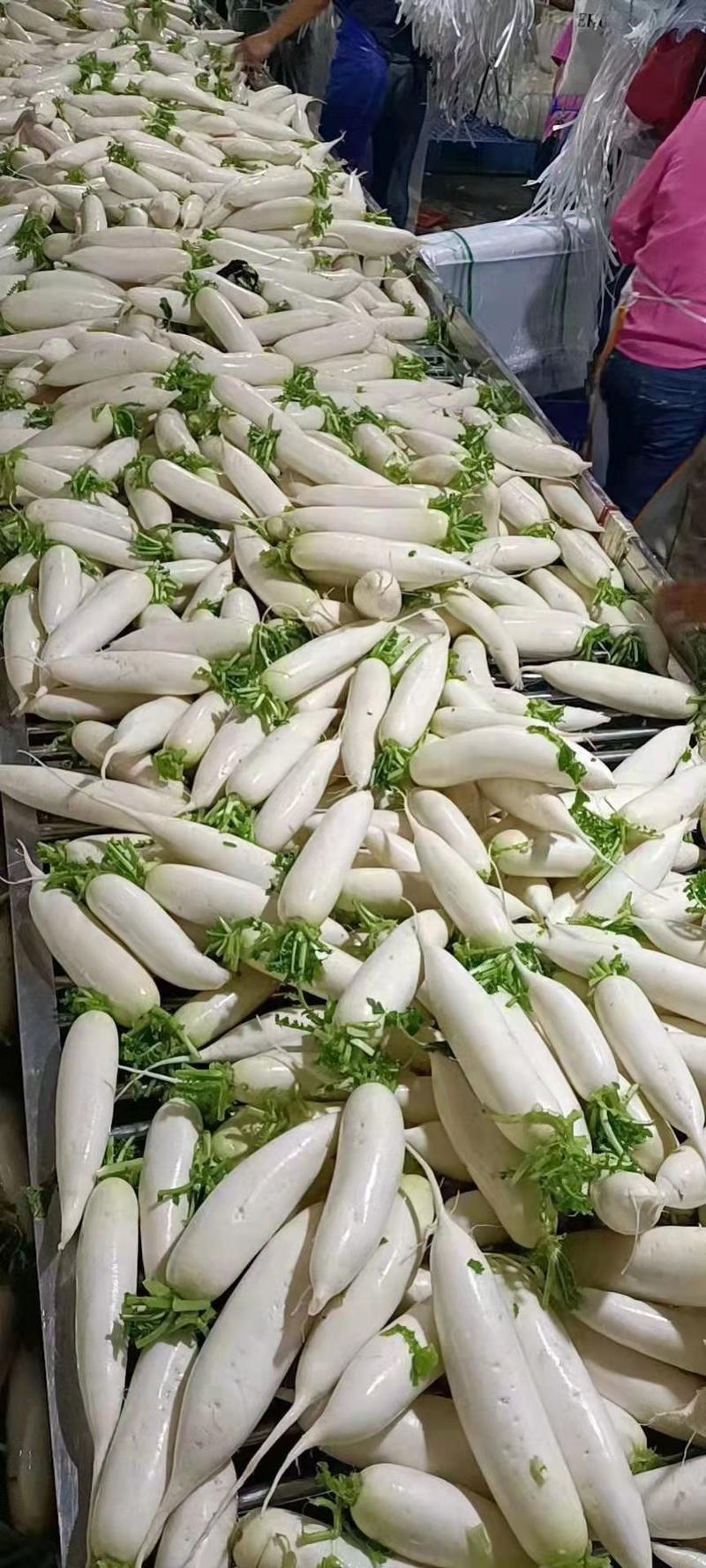 白萝卜高山白萝卜大量上市支持各种包装（超市、市场、加工）