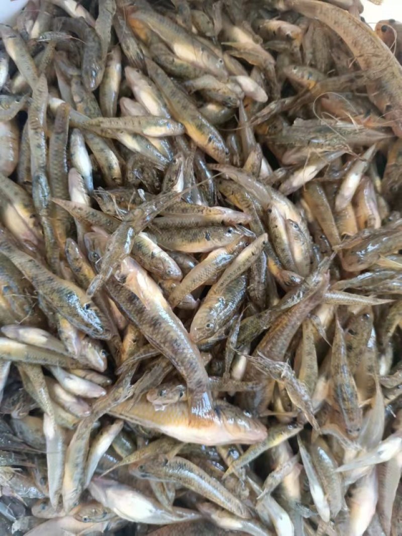 山根鱼，小黄鱼