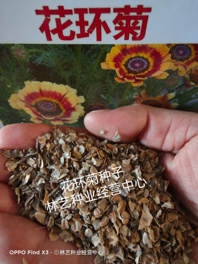 花环菊种子混色四季室内阳台盆栽植物花草观赏花卉种籽花种子