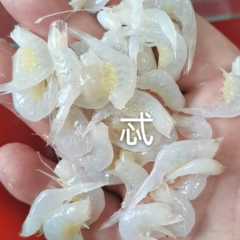 虾尾，小白虾