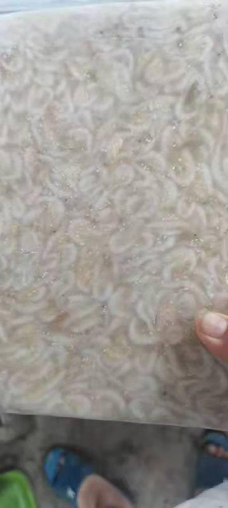 虾尾，小白虾