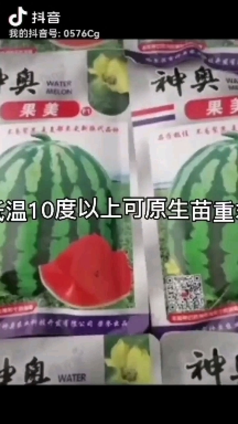 8424嫁接西瓜苗。