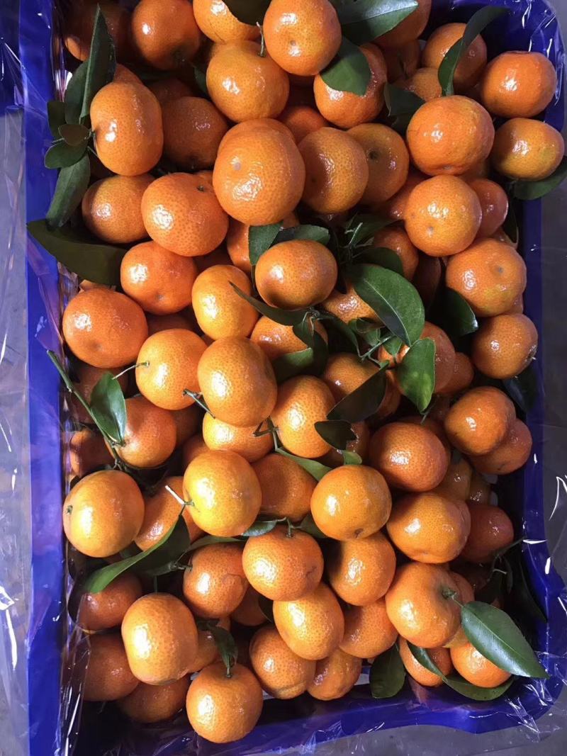 塑料筐厂家直销，大量生产各类一次性砂糖橘筐