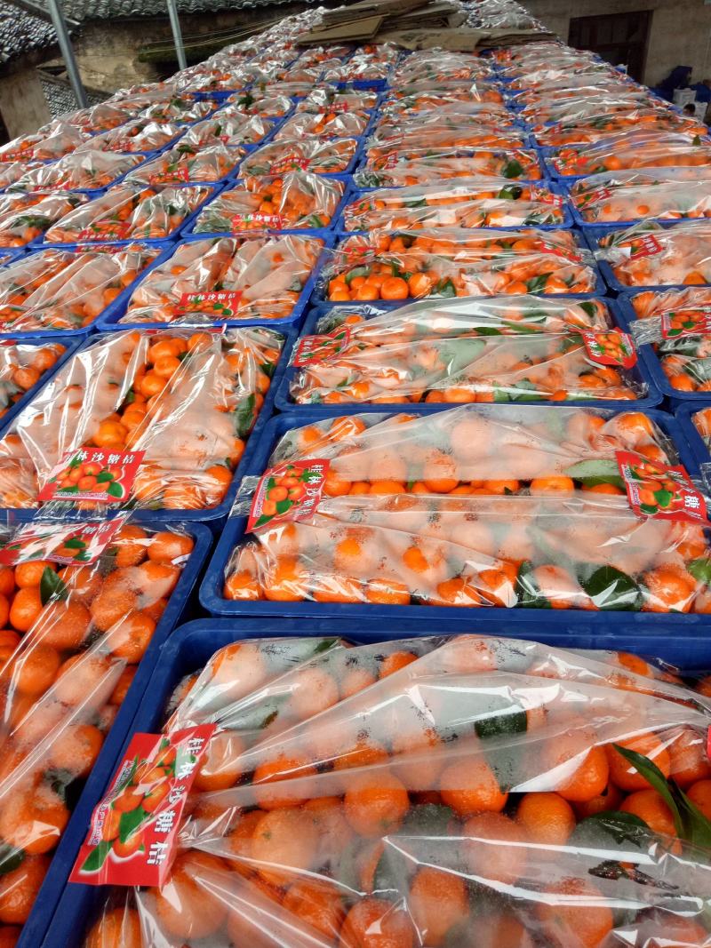 塑料筐厂家直销，大量生产各类一次性砂糖橘筐