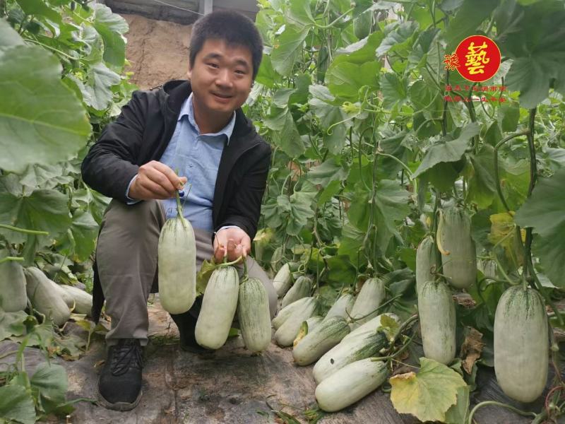 豫甜酥77薄皮甜瓜种子豫艺种业绿肉厂家直销