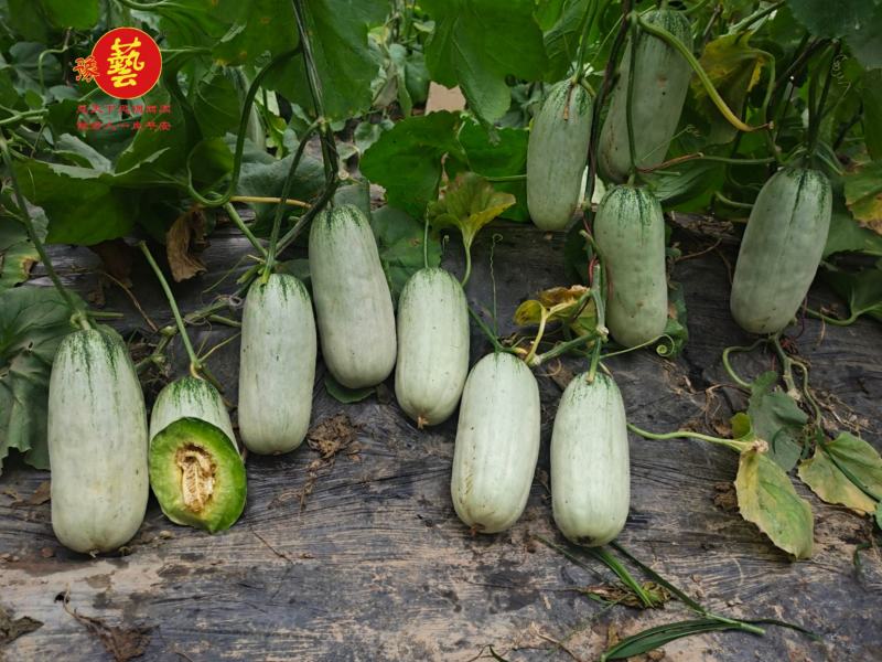 豫甜酥77薄皮甜瓜种子豫艺种业绿肉厂家直销
