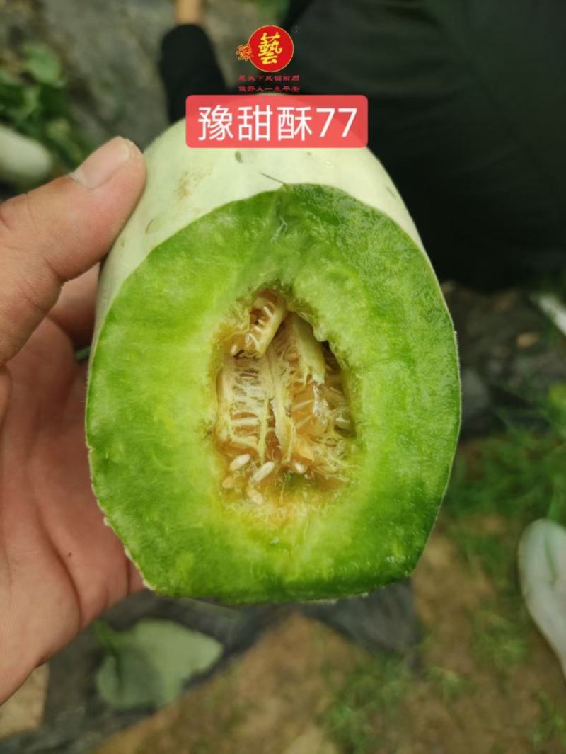 豫甜酥77薄皮甜瓜种子豫艺种业绿肉厂家直销