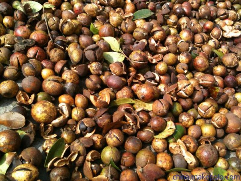 油茶籽（正宗老树油茶籽）