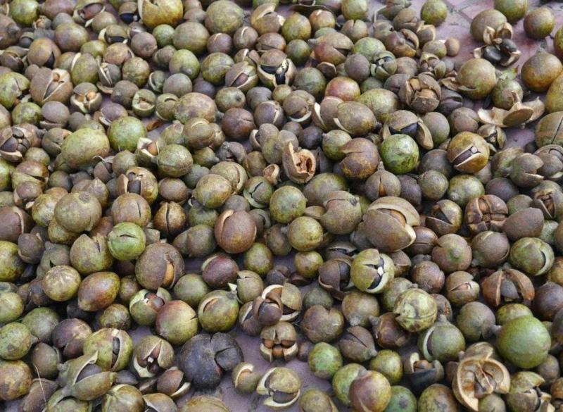 油茶籽（正宗老树油茶籽）