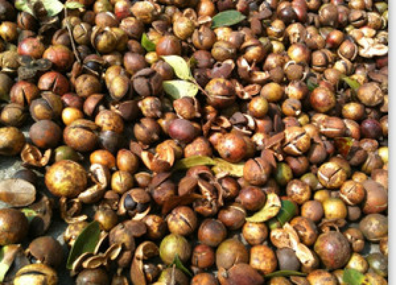 油茶籽（正宗老树油茶籽）