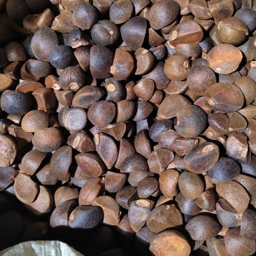 油茶籽（正宗老树油茶籽）