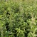 湖南桂花小苗产地直发量大从优欢迎各位老板致电咨询