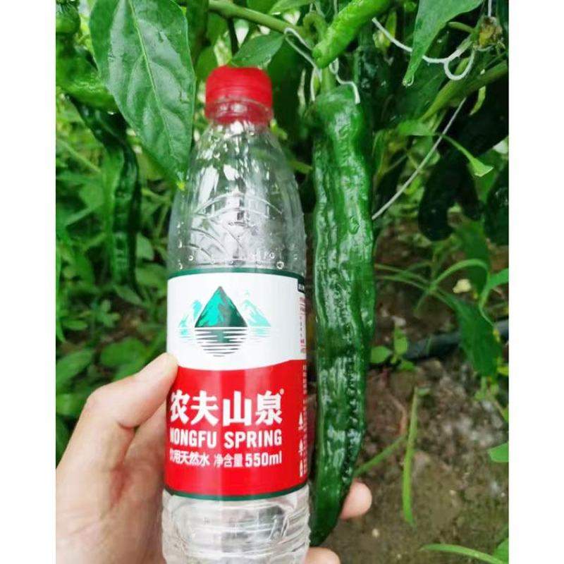 萧新皱皮椒辣椒种子黑绿薄皮羊角椒种1000粒原装发货