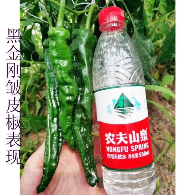 萧新皱皮椒辣椒种子黑绿薄皮羊角椒种1000粒原装发货