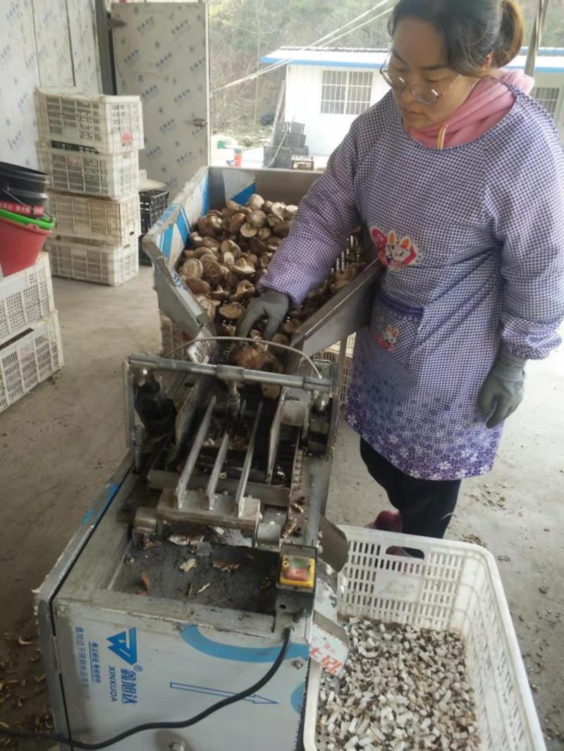 产地直发香菇粒，菇粒新鲜有香味，一手货源