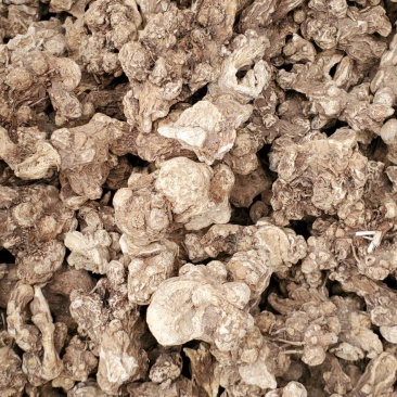 东北白术2025秋季种植白茬苍术4年苍术出口白术