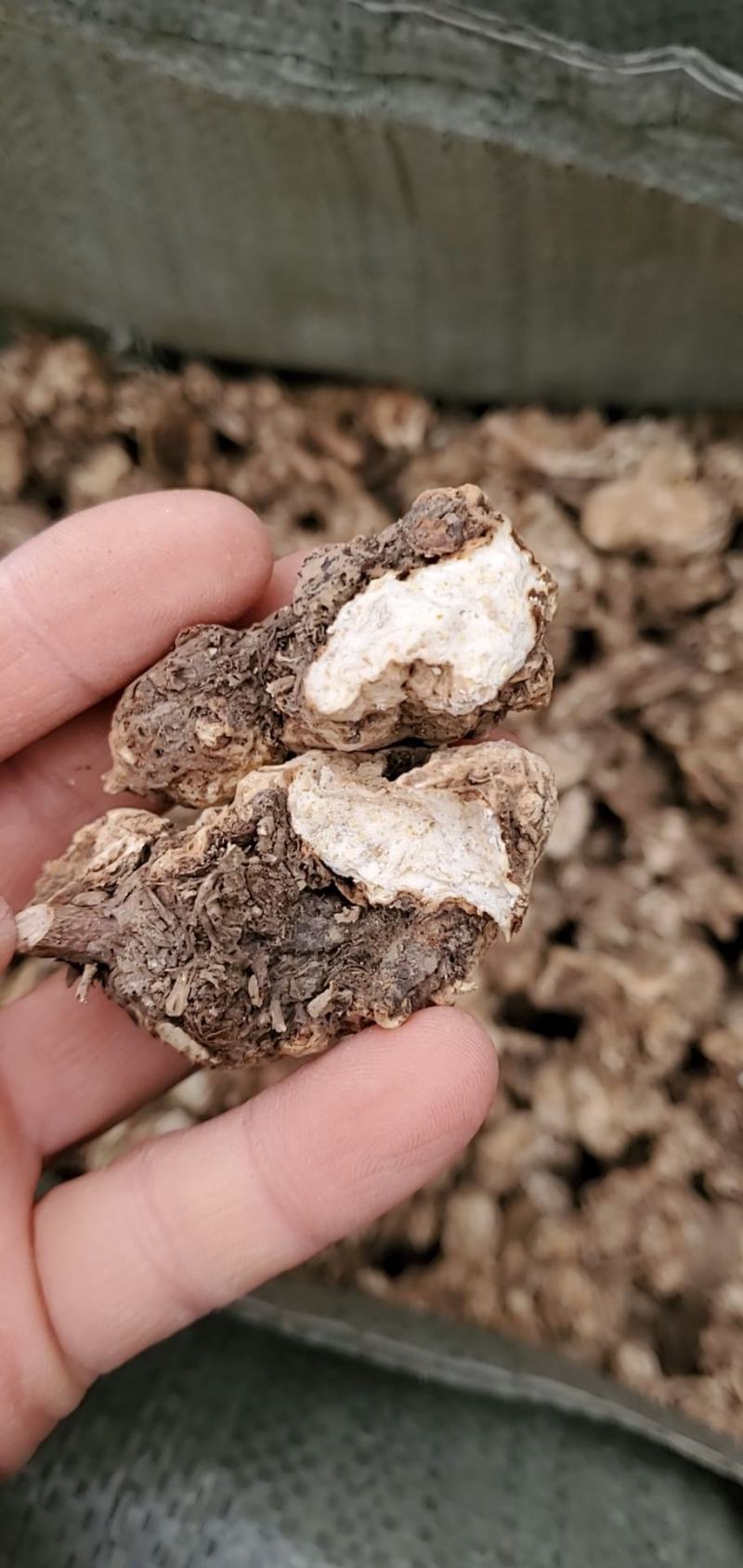 东北白术2025秋季种植白茬苍术4年苍术出口白术