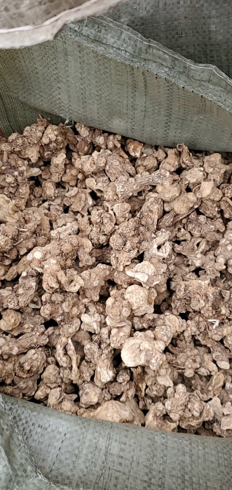 东北白术2025秋季种植白茬苍术4年苍术出口白术