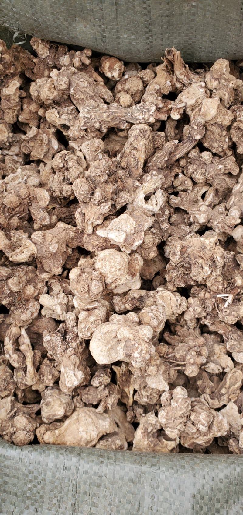 东北白术2025秋季种植白茬苍术4年苍术出口白术