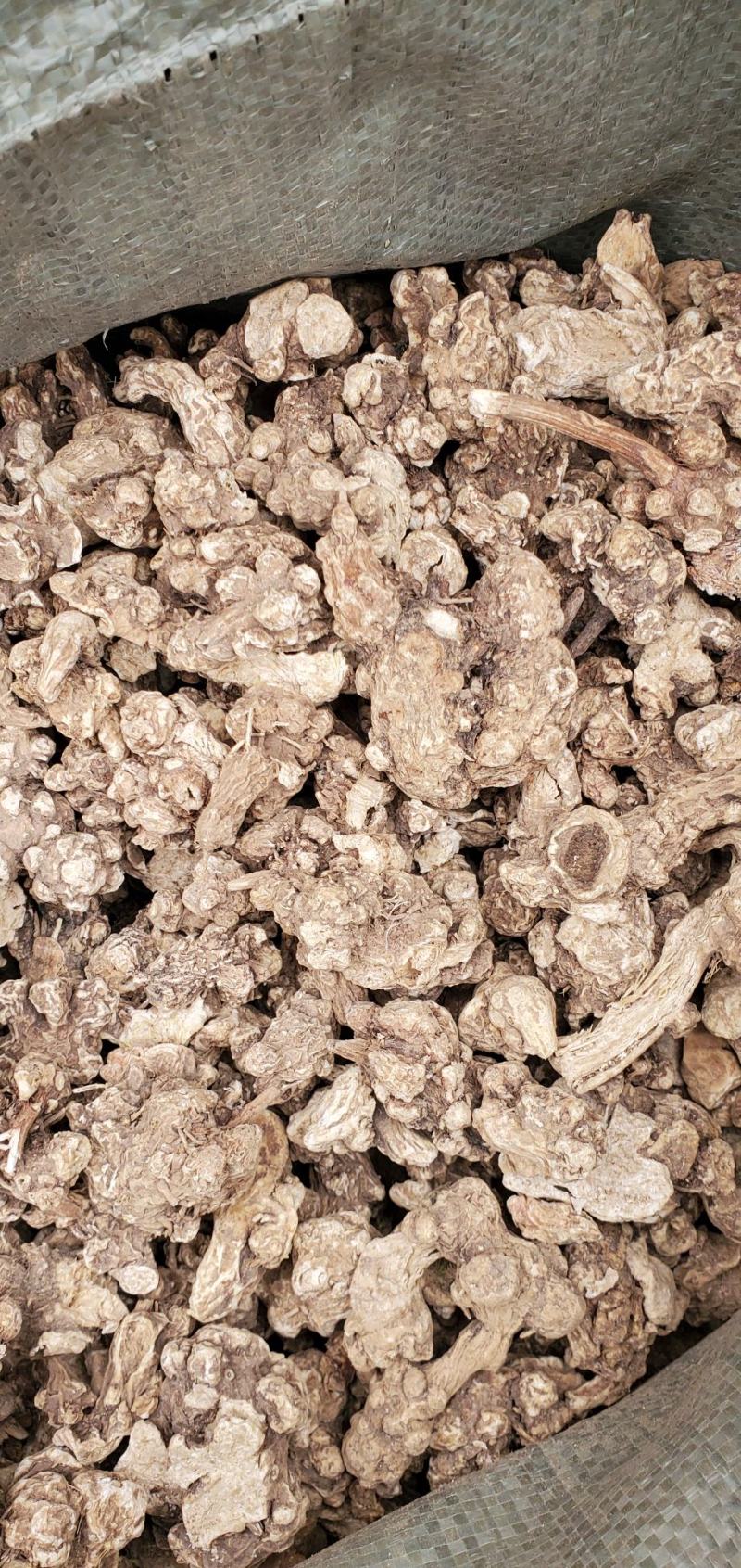东北白术2025秋季种植白茬苍术4年苍术出口白术