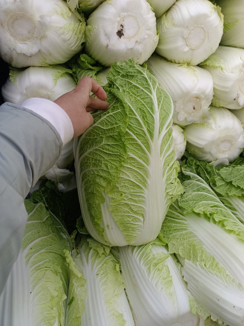 大量供应黄心白菜净菜加工各种包装！立包扁包网包包纸泡菜厂