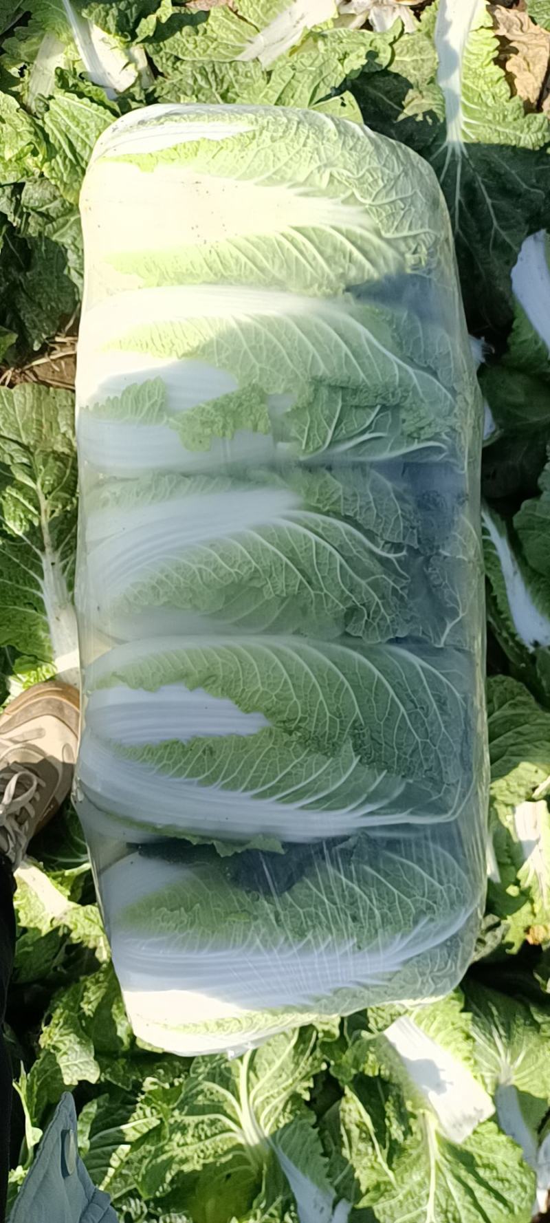 山东滕州大白菜大量上市！黄心大白菜！有需要的朋友联系