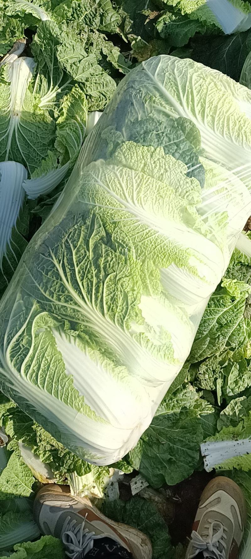 山东滕州大白菜大量上市！黄心大白菜！有需要的朋友联系