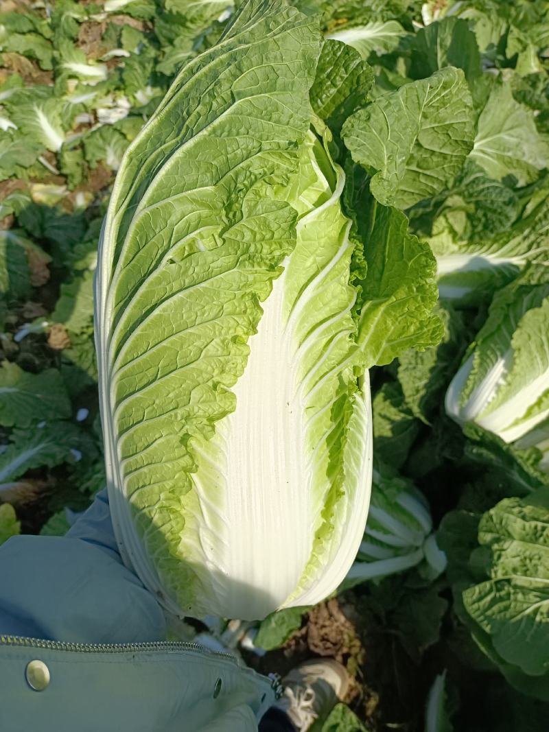 山东滕州大白菜大量上市！黄心大白菜！有需要的朋友联系