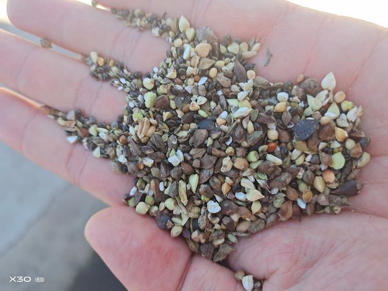 高粱壳，养殖，填充用高粱壳价格超低有效降低养殖成本