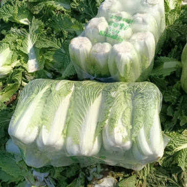山东滕州大白菜北京新三号！黄心大白菜大量供应！