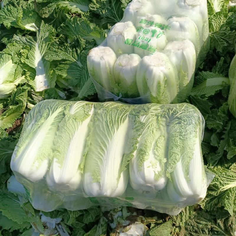 山东滕州大白菜北京新三号！黄心大白菜大量供应！
