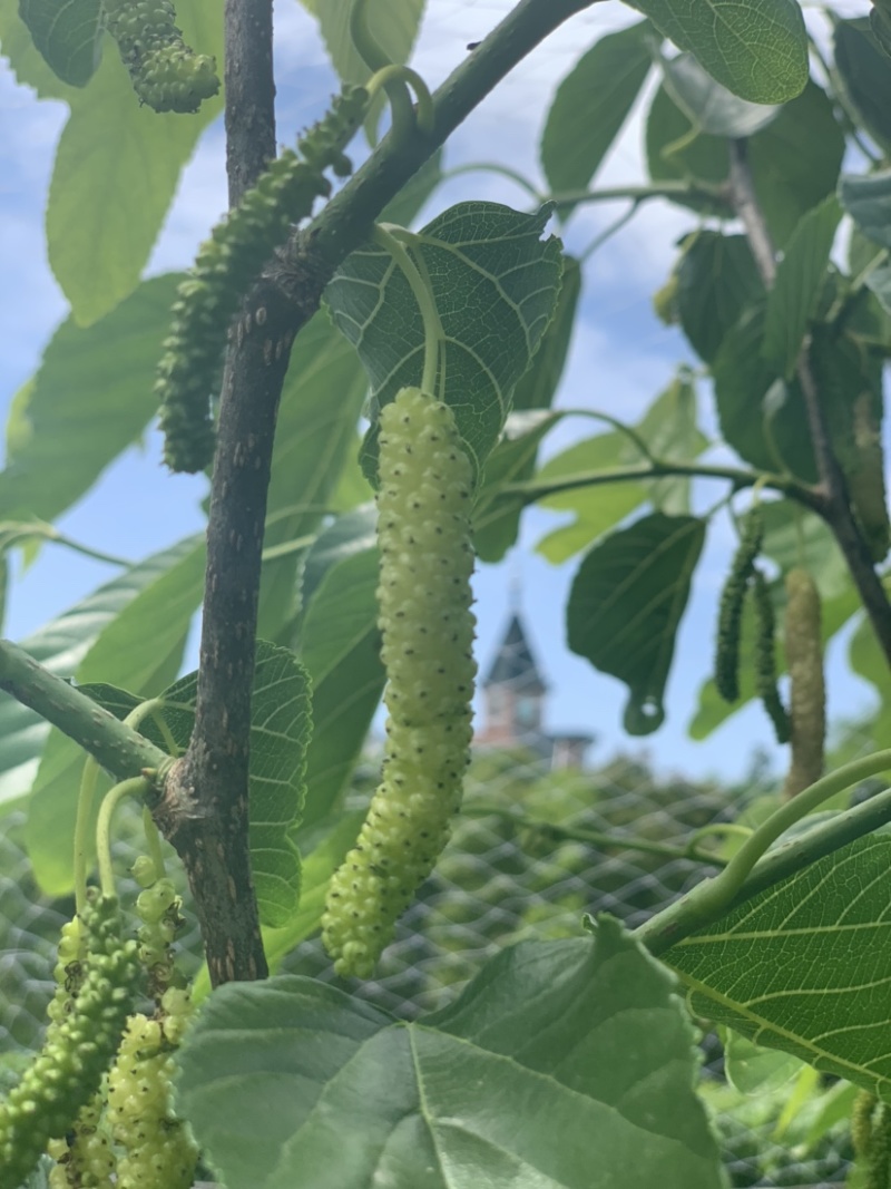 金香葚香金葚白色长果桑树苗桑果苗树莓