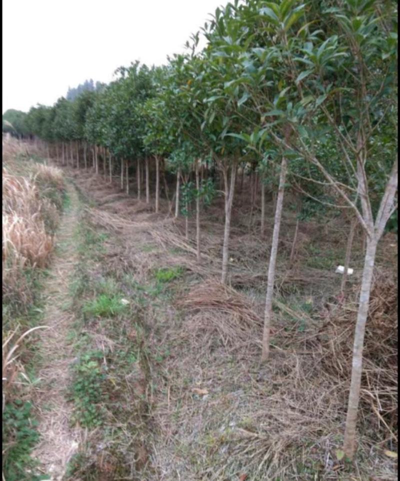 黄金桂花树